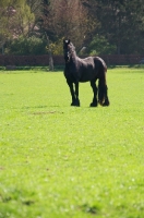 Picture of Friesian in field