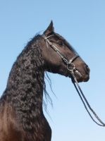Picture of Friesian in summer