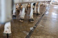 Picture of Friesian legs and feet