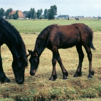 Picture of Friesian mare and foal grazing