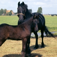 Picture of Friesian mare and foal in field in Holland