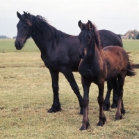 Picture of Friesian mare and foal standing