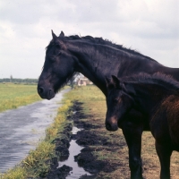 Picture of Friesian mare and foal standing by drainage ditch in Holland