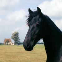 Picture of Friesian mare head study