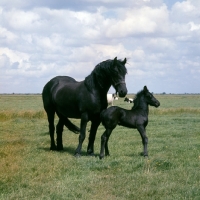 Picture of Friesian mare her with foal in Holland