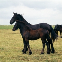 Picture of Friesian mare standing with foal in Holland