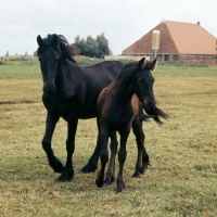 Picture of Friesian mare walking with foal