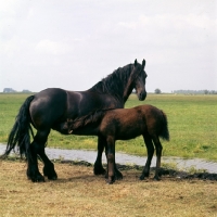 Picture of Friesian mare with foal suckling