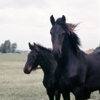 Picture of Friesian mare with foal