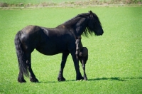 Picture of Friesian mare with her foal