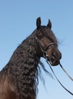 Picture of Friesian portrait
