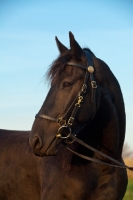 Picture of Friesian portrait