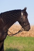 Picture of Friesian profile