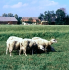 Picture of friesian sheep in a field in holland
