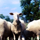 Picture of friesian sheep in holland