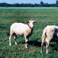 Picture of friesian sheep standing in a field in holland