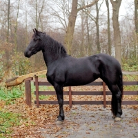 Picture of Friesian side view