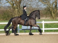 Picture of Friesian striding