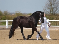 Picture of Friesian walking next to person