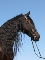 Picture of Friesian with bridle