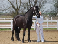 Picture of Friesian with handler