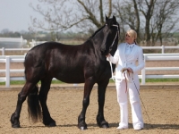 Picture of Friesian with handler