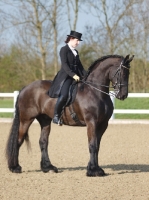 Picture of Friesian with rider