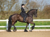 Picture of Friesian with rider