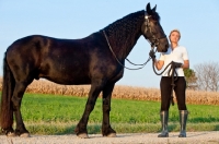 Picture of friesian with woman