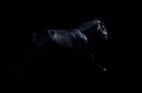Picture of friesian yearling colt 