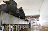 Picture of Friesians at farm