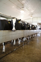 Picture of friesians in barn, agriculture