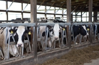 Picture of Friesians in barn