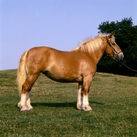 Picture of friesin 45908, schleswig mare ,