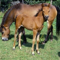 Picture of Frithesden Fairy Flax, Exmoor mare with her Arab cross foal