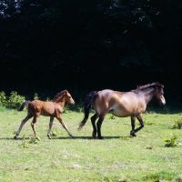 Picture of Frithesden Fairy Flax, Exmoor mare walking with her Arab cross foal