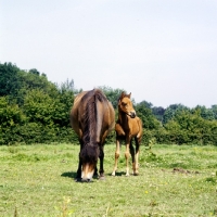 Picture of Frithesden Fairy Flax, Exmoor mare grazing with her Arab cross foal
