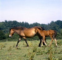 Picture of Frithesden Fairy Flax, Exmoor mare walking with her Arab cross foal