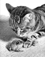 Picture of Frog and Cat