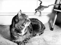 Picture of frog jumping over kitten
