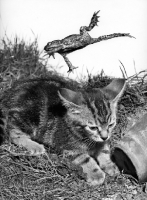 Picture of frog jumping over kitten