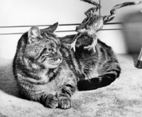 Picture of frog jumping over tabby cat