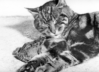 Picture of Frog looking at Cat