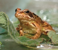 Picture of frog on a leaf