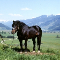 Picture of Frohn-Vulkan X11/1445, noric stallion in austria