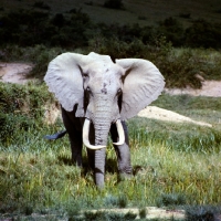 Picture of front view of an african elephant in queen elizabeth np