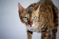 Picture of front view of bengal female cat 