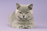 Picture of front view of british shorthaired kitten on a purple background