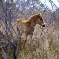 Picture of front view of Chincoteague foal on assateague island 