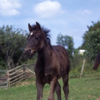 Picture of front view of dales pony foal